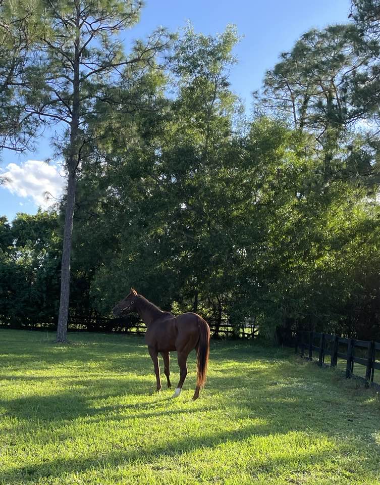 Thoroughbred horse farm paddock