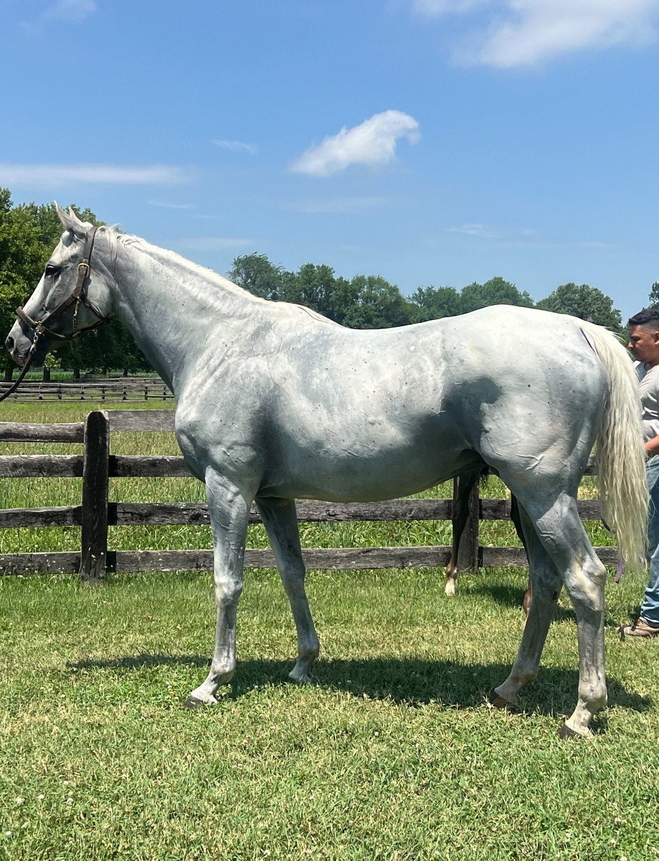 Thoroughbred horse portrait