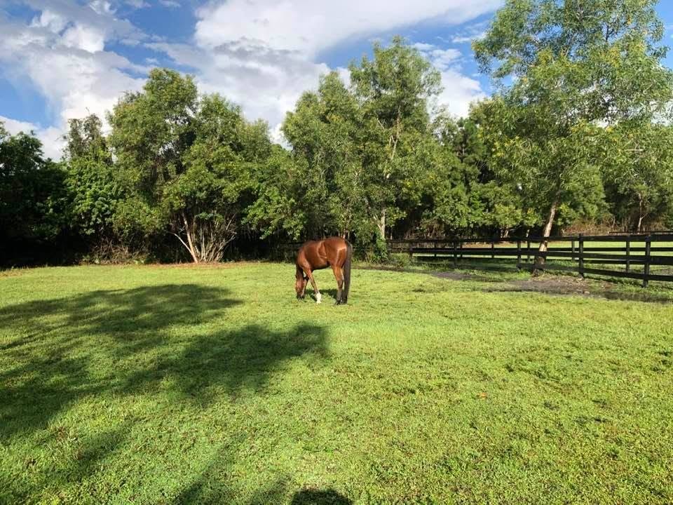 Foal at Bally Rose Farm paddock