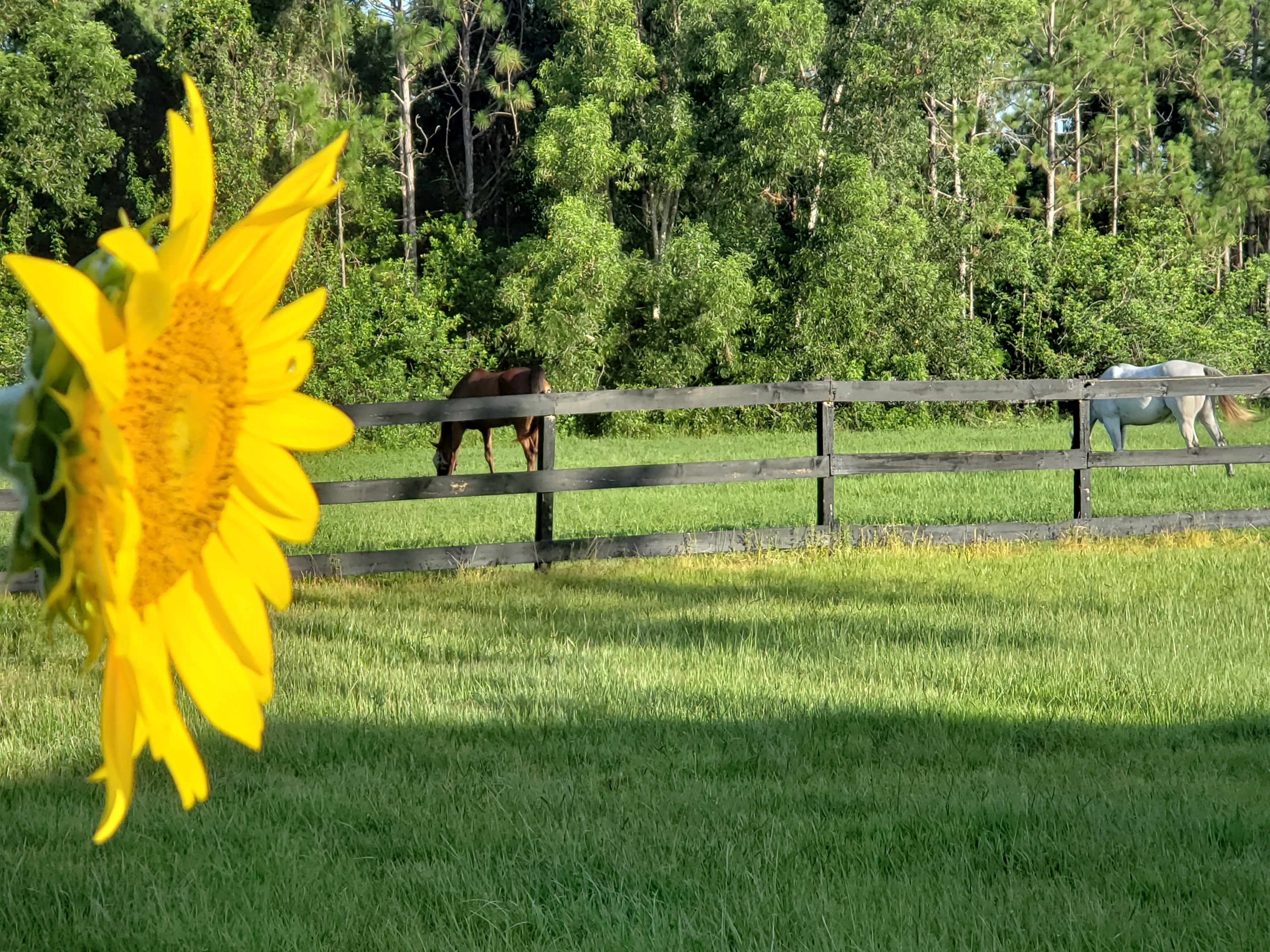 Bally Rose Farm paddock and fencing