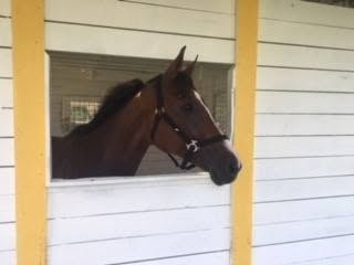 Horses grazing at Bally Rose Farm