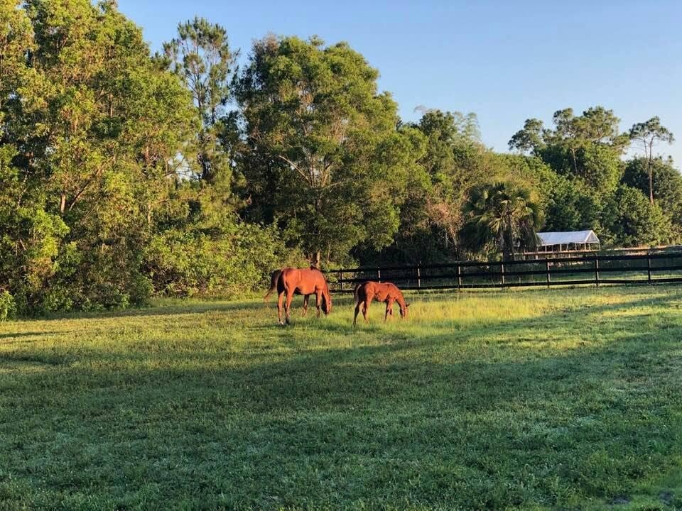 Foal at Bally Rose Farm
