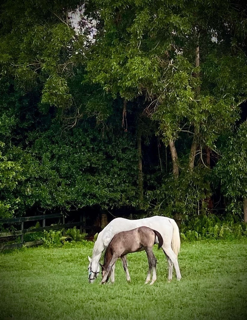 Equine care at Bally Rose Farm
